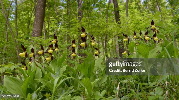 yellow ladys slipper orchid (cypripedium calceolus), in beech forest, biosphere reserve swabian alb, baden-wuerttemberg, germany - calceolus stock-fotos und bilder