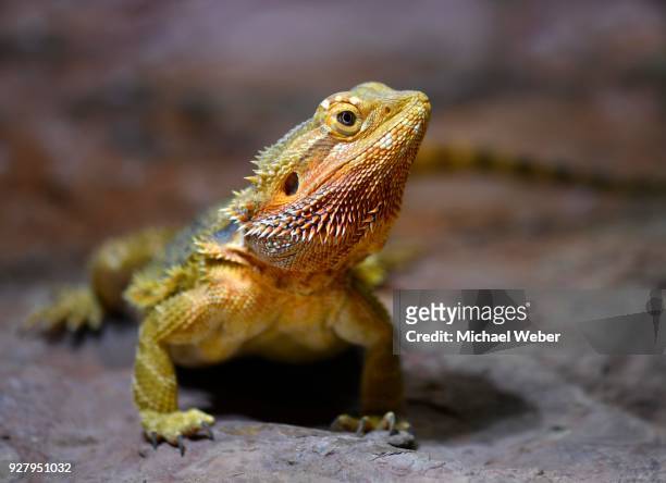 frill-necked lizard (chlamydosaurus kingii), captive - frilled lizard stock-fotos und bilder