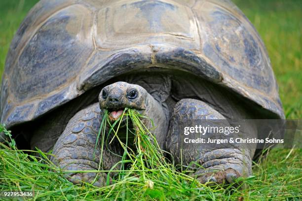 aldabra giant tortoise (aldabrachelys gigantea), adult, feeding, seychelles - seychellen riesenschildkröte stock-fotos und bilder