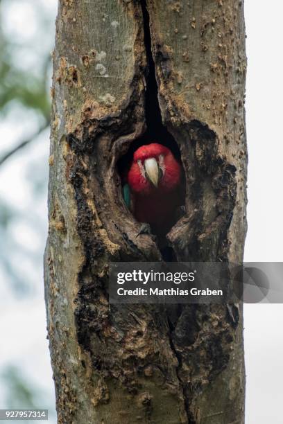 red-and-green macaw (ara chloroptera), looking out of breeding cave, pantanal, mato grosso do sul, brazil - arara de asa verde imagens e fotografias de stock