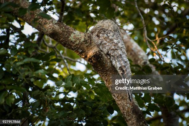 great potoo (nyctibius grandis) sitting on branch, camouflaged, pantanal, mato grosso do sul, brazil - great potoo nyctibius grandis stock pictures, royalty-free photos & images