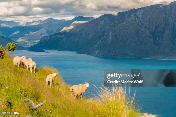 sheep in a meadow in front of lake lake hawea and mountain panorama, isthmus peak track, otago, south island, new zealand, oceania - hawea stock-fotos und bilder