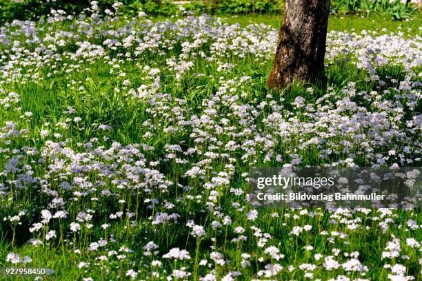 cuckoo flower (cardamine pratensis), flower meadow in spring, loisachtal, upper bavaria, bavaria, germany - wiesen schaumkraut stock-fotos und bilder