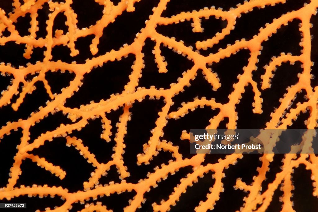 Detail of a fan coral (Acabaria sp.) with retracted polyps, yellow, Palawan, Mimaropa, Sulu lake, Pacific Ocean, Philippines