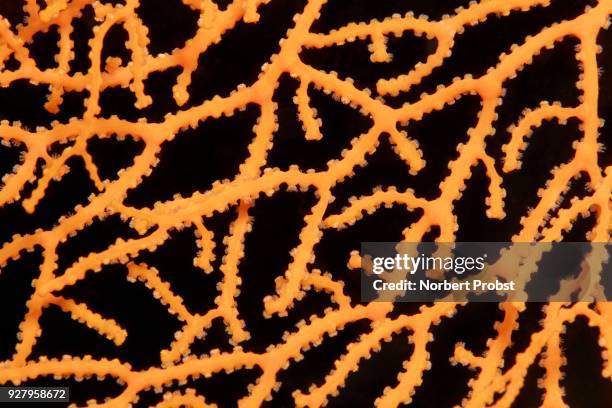 detail of a fan coral (acabaria sp.) with retracted polyps, yellow, palawan, mimaropa, sulu lake, pacific ocean, philippines - gorgonia sp stock pictures, royalty-free photos & images