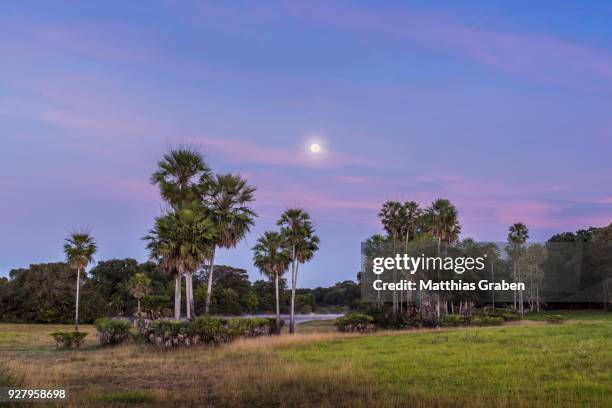 landscape with moriche palm trees in the southern pantanal, fazenda barranco alto, pantanal, mato grosso do sul, brazil - fazenda fotografías e imágenes de stock