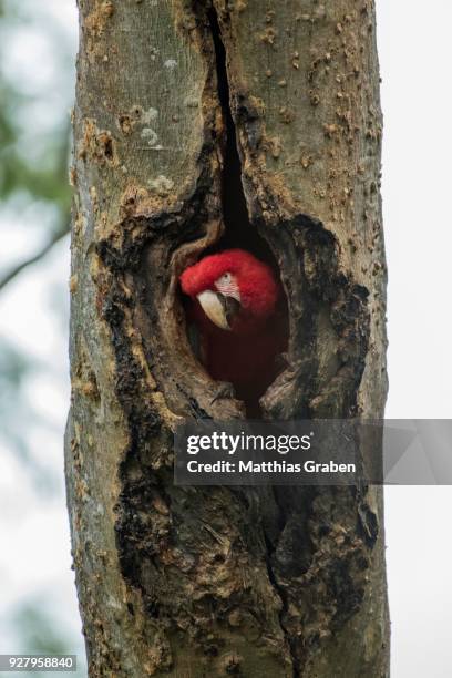 red-and-green macaw (ara chloroptera), looking out of breeding cave, pantanal, mato grosso do sul, brazil - arara de asa verde imagens e fotografias de stock