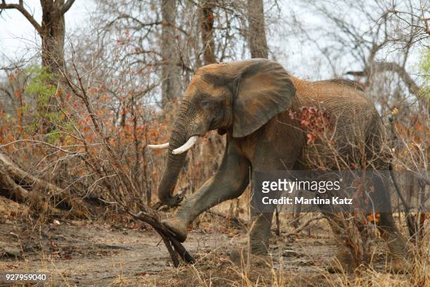 african bush elephant (loxodonta africana), foraging, kafue national park, zambia - destruction stock pictures, royalty-free photos & images