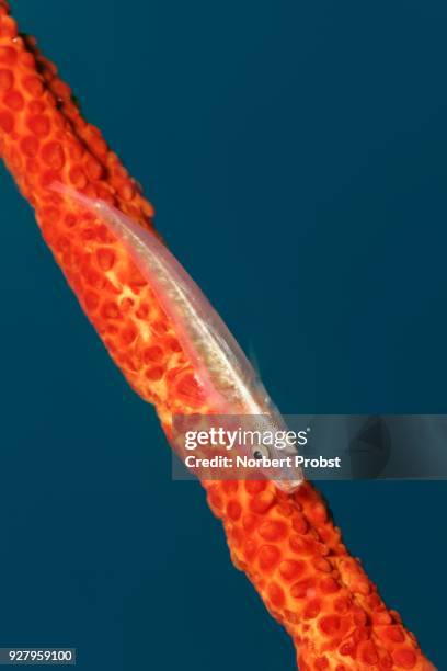 soft-coral goby (pleurosicya boldinghi) on gorgonian coral (junceella fragilis), palawan, mimaropa, sulu lake, pacific ocean, philippines - gorgonacea stock pictures, royalty-free photos & images