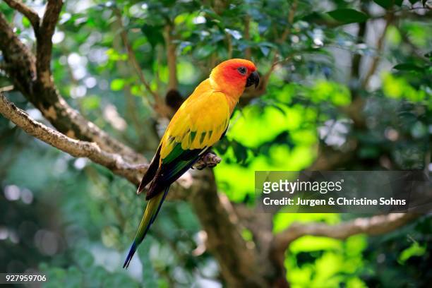 sun conure (aratinga solstitialis), adult on branch, captive, occurrence south america - sun conure stock pictures, royalty-free photos & images