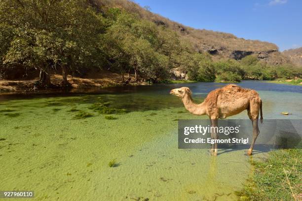 arabian camel (camelus dromedarius), standing in a river at wadi darbat, dhofar, oman, arabia - kamele im wasser stock-fotos und bilder