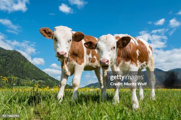 two young calves (bos primigenius taurus) on an alpine pasture, upper bavaria, bavaria, germany - bos taurus primigenius stock pictures, royalty-free photos & images