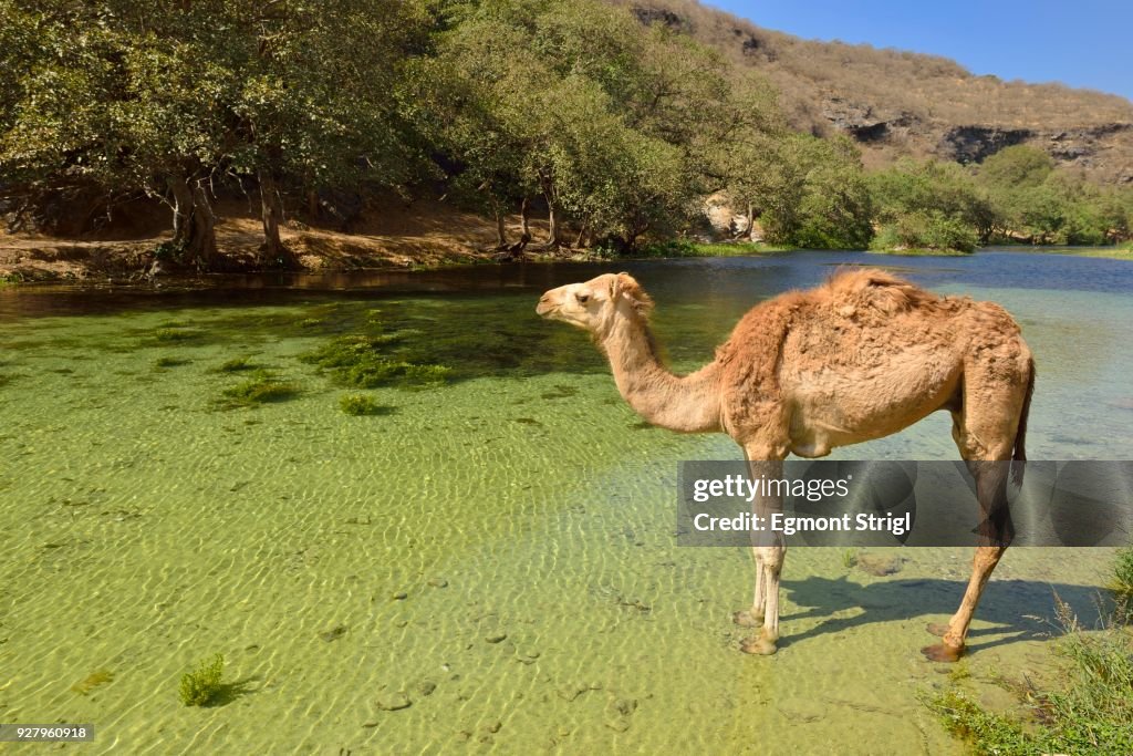 Arabian camel (Camelus dromedarius), standing in a river at Wadi Darbat, Dhofar, Oman, Arabia