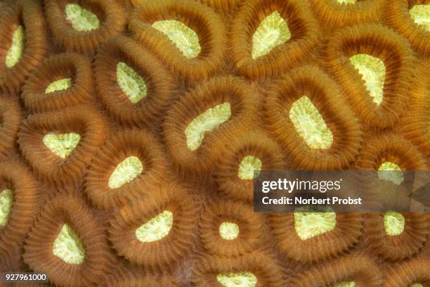 favia stony coral (favia sp.) with retracted polyps, palawan, mimaropa, sulu lake, pacific ocean, philippines - crinoidea - fotografias e filmes do acervo