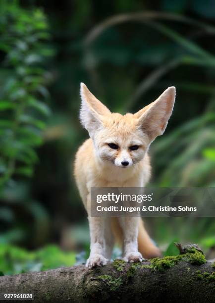 fennec, fennec fox (vulpes zerda), adult, watchful, captive, occurrence north africa - fennec stock pictures, royalty-free photos & images