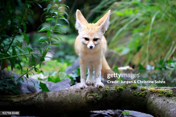 fennec, fennec fox (vulpes zerda), adult, watchful, captive, occurrence north africa - fennec - fotografias e filmes do acervo