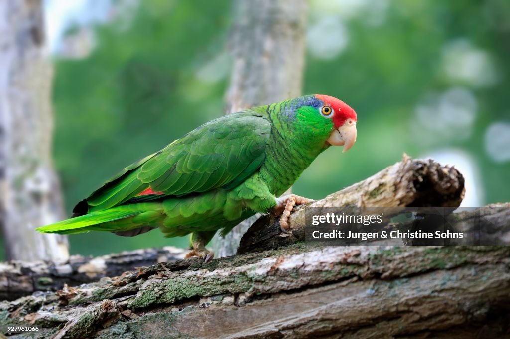 Red-crowned Amazon, (Amazona viridigenalis), adult, walking on tree, Mexico