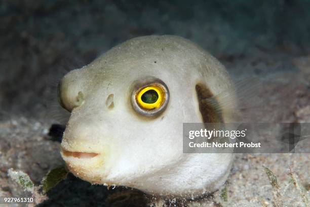 narrow-lined pufferfish (arothron manilensis) palawan, mimaropa, sulu lake, pacific ocean, philippines - arothron puffer stock pictures, royalty-free photos & images