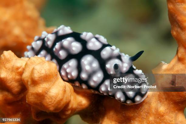 phyllidiella pustulosa crawling over sponge, palawan, mimaropa, sulu lake, pacific ocean, philippines - sulu sea stock pictures, royalty-free photos & images