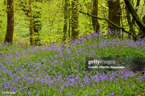 blossoms of common bluebell (hyacinthoides non-scripta) in the forest, nature reserve golitha falls, near liskeard, bodmin moor, cornwall, england, united kingdom - bodmin moor foto e immagini stock