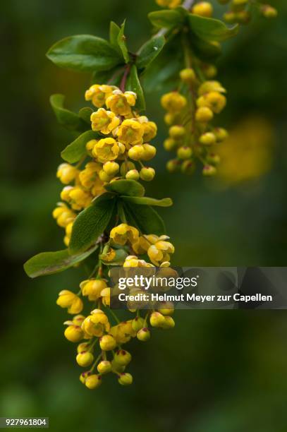 blossoms of a common barberry (berberis vulgaris), bavaria, germany - berberis vulgaris stock pictures, royalty-free photos & images