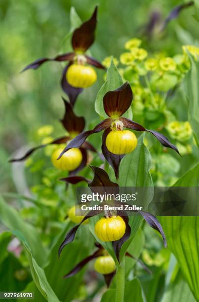 yellow ladys slipper orchid (cypripedium calceolus), biosphere reserve swabian alb, baden-wuerttemberg, germany - calceolus stock-fotos und bilder