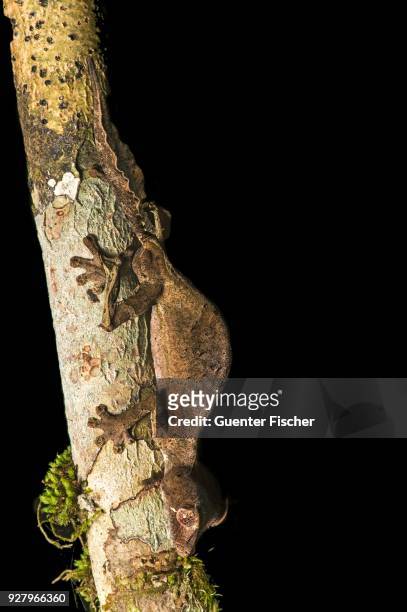 satanic leaf tailed gecko (uroplatus phantasticus) to tree trunk, endemic, anjozorobe national park, madagascar - uroplatus phantasticus stock pictures, royalty-free photos & images