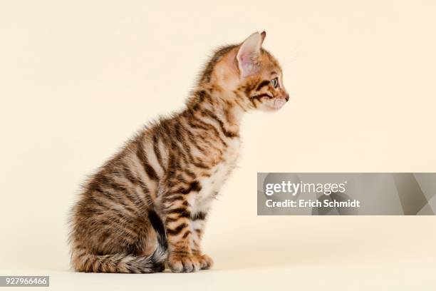 toyger (felis silvestris catus), age 6 weeks, color brown, tabby, sitting - toyger 個照片及圖片檔