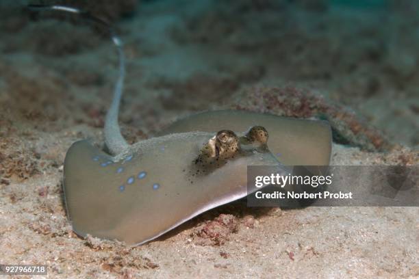 bluespotted stingray (neotrygon kuhlii) on sandy seabed, palawan, mimaropa, sulu lake, pacific ocean, philippines - taeniura lymma stock pictures, royalty-free photos & images