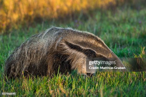 giant anteater (myrmecophaga tridactyla), pantanal, mato grosso do sul, brazil - giant anteater stock pictures, royalty-free photos & images