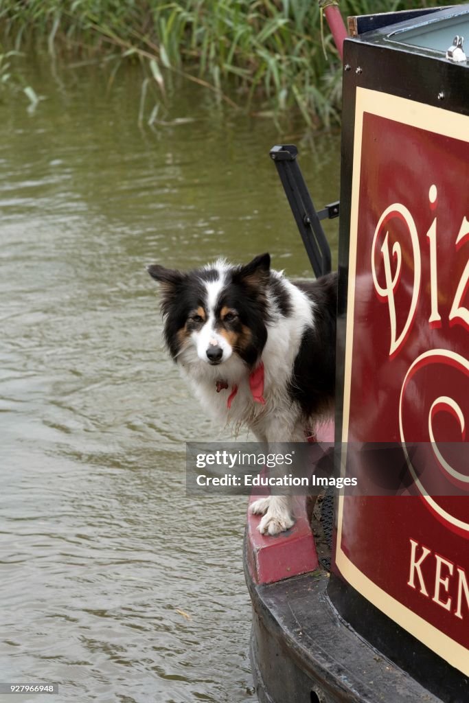 A young dog on the stern of a narrow boat on the Kennet & Avon Canal in Berkshire UK