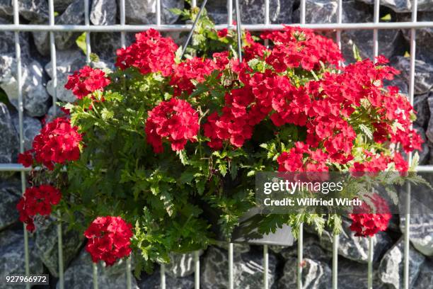 red flowering verbena (verbena), hanging basket at stone wall, germany - hanging basket stock pictures, royalty-free photos & images