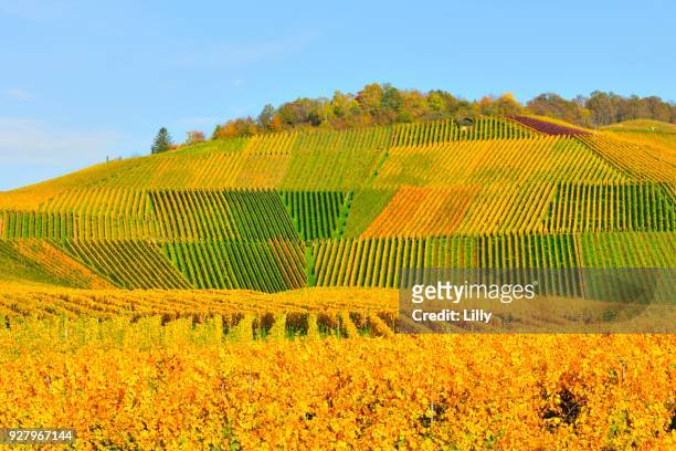 vineyards in autumn, near fellbach, baden-wuerttemberg, germany - fellbach bildbanksfoton och bilder