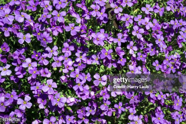 aubrieta (aubrieta), flowering, baden-wuerttemberg, germany - aubrieta stock pictures, royalty-free photos & images