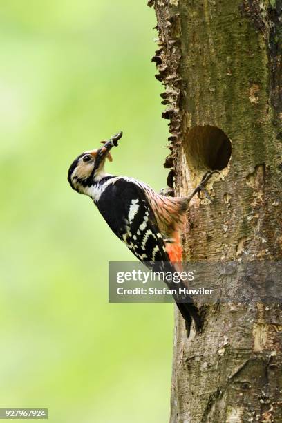 white-backed woodpecker (dendrocopos leucotos), female with food in the beak at the nesting hole, buekk national park, hungary - nido de tortuga fotografías e imágenes de stock