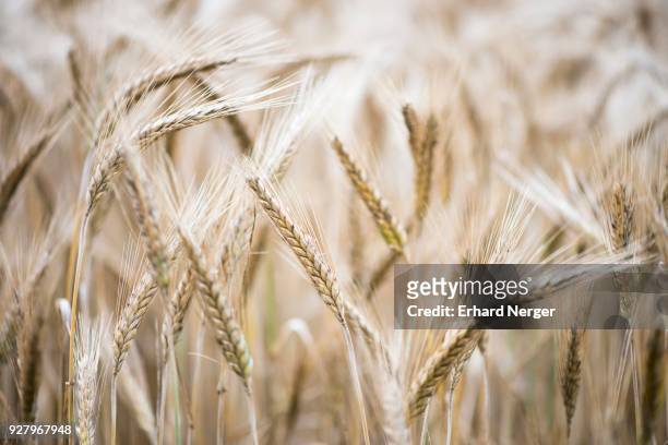 triticale ears (triticum aestivum x secale cereale), cross between wheat and rye, emsland, lower saxony, germany - triticale imagens e fotografias de stock