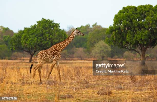 thorneycroft giraffe (giraffa camelopardalis thornicrofti) walking in dry steppe, south luangwa national park, zambia - south luangwa national park fotografías e imágenes de stock