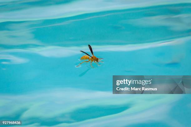 red wasp (polistes carolina) stands on water surface and drinks, tucson, arizona, usa - polistes wasps stock pictures, royalty-free photos & images
