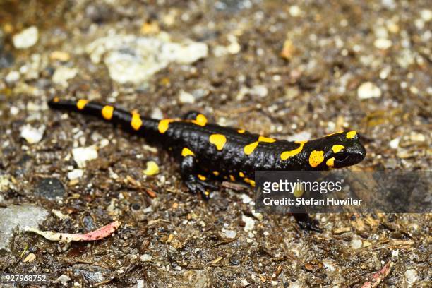fire salamander (salamandra salamandra), buekk national park, hungary - salamandra fotografías e imágenes de stock