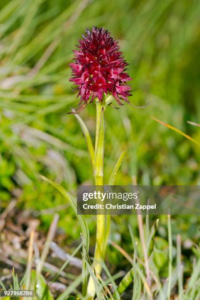 black vanilla orchid (nigritella nigra), hohe tauern national park, carinthia, eastern tyrol, austria - hohe tauern stock pictures, royalty-free photos & images