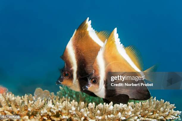 pair of horned bannerfish (heniochus varius) palawan, mimaropa, sulu lake, pacific ocean, philippines - sulu sea stock pictures, royalty-free photos & images