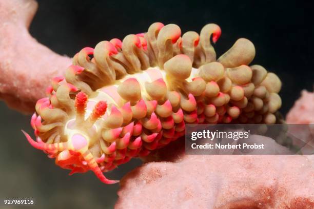 aeolidida crawling over sponge (porifera), palawan, mimaropa, sulu sea, pacific ocean, philippines - sulu sea stock pictures, royalty-free photos & images