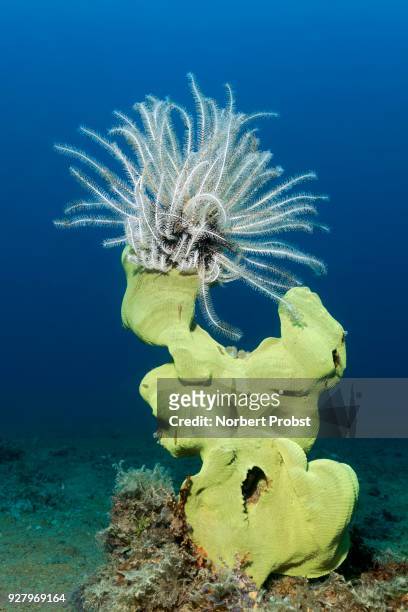 feather star (comaster alternans) sitting on elephant ear sponge (ianthella basta), yellow, palawan, mimaropa, sulu lake, pacific ocean, philippines - sulu sea stock pictures, royalty-free photos & images