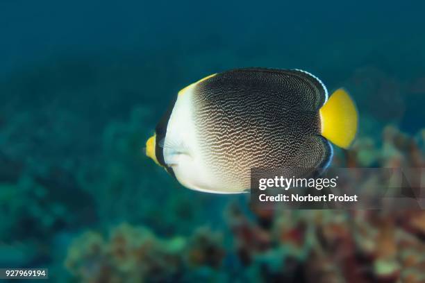 singapore angelfish (chaetodontoplus mesoleucus), palawan, mimaropa, sulu lake, pacific ocean, philippines - sulu sea stock pictures, royalty-free photos & images