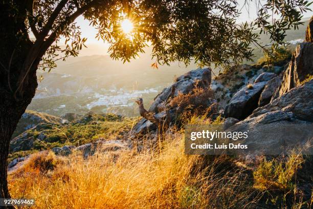 olive tree in las alpujarras at sunset - wellness olive tree stock pictures, royalty-free photos & images