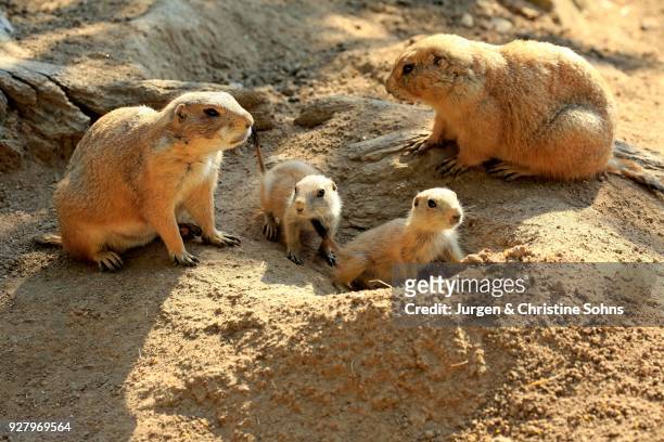 35 Prairie Dog Family Photos and Premium High Res Pictures - Getty Images