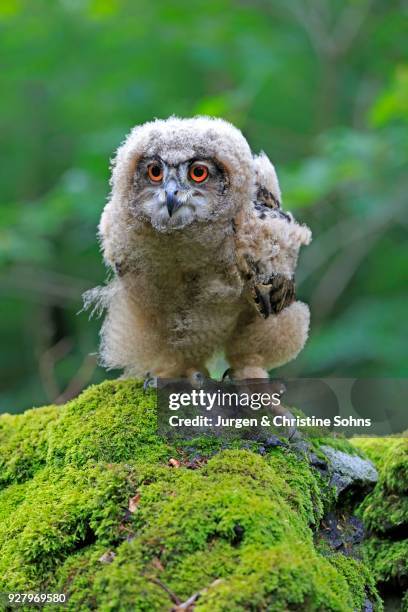 eurasian eagle-owl (bubo bubo), young animal on rock, kasselburg, pelm, eifel, germany - eurasian eagle owl stock pictures, royalty-free photos & images