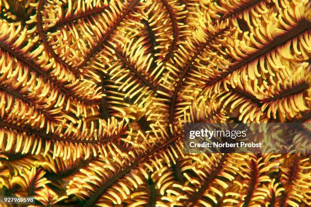 variable bushy feather star(comaster schlegelii) with retracted arms, yellow, palawan, mimaropa, sulu lake, pacific ocean, philippines - sulu sea stock pictures, royalty-free photos & images