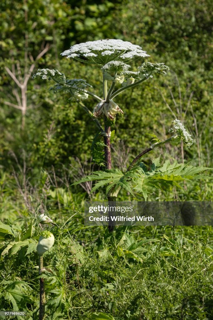 Giant hogweed or wild parsnip (Heracleum mantegazzianum), North Rhine-Westphalia, Germany