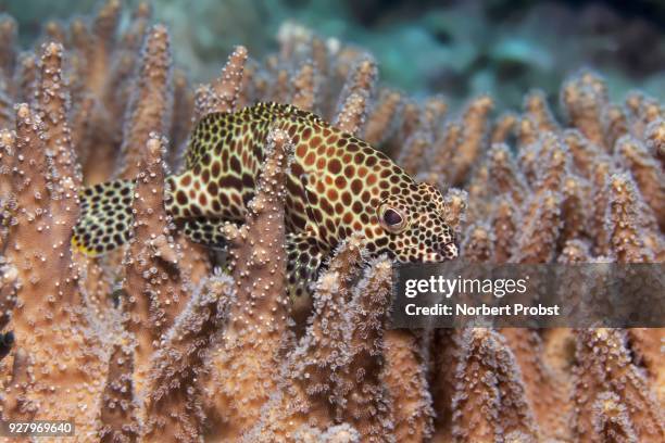 honeycomb grouper (epinephelus merra), resting on devils hand corals (lobophytum compactum), palawan, mimaropa, sulu lake, pacific ocean, philippines - sulu sea stock pictures, royalty-free photos & images